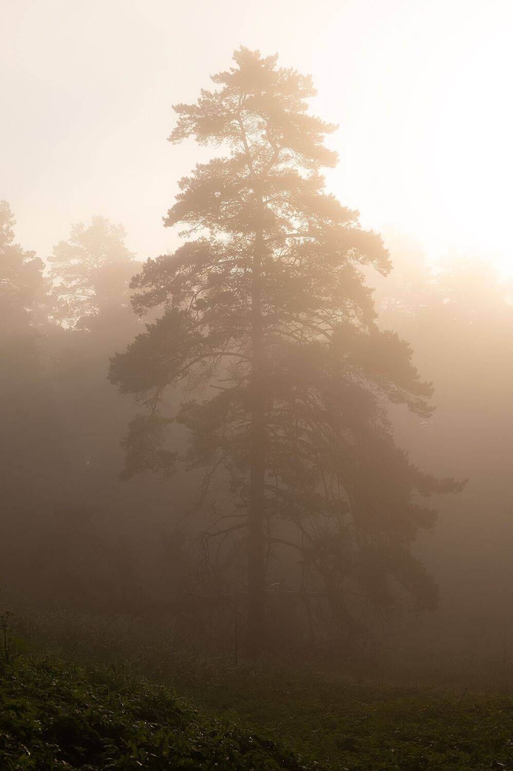 , Виталий Стрельцов