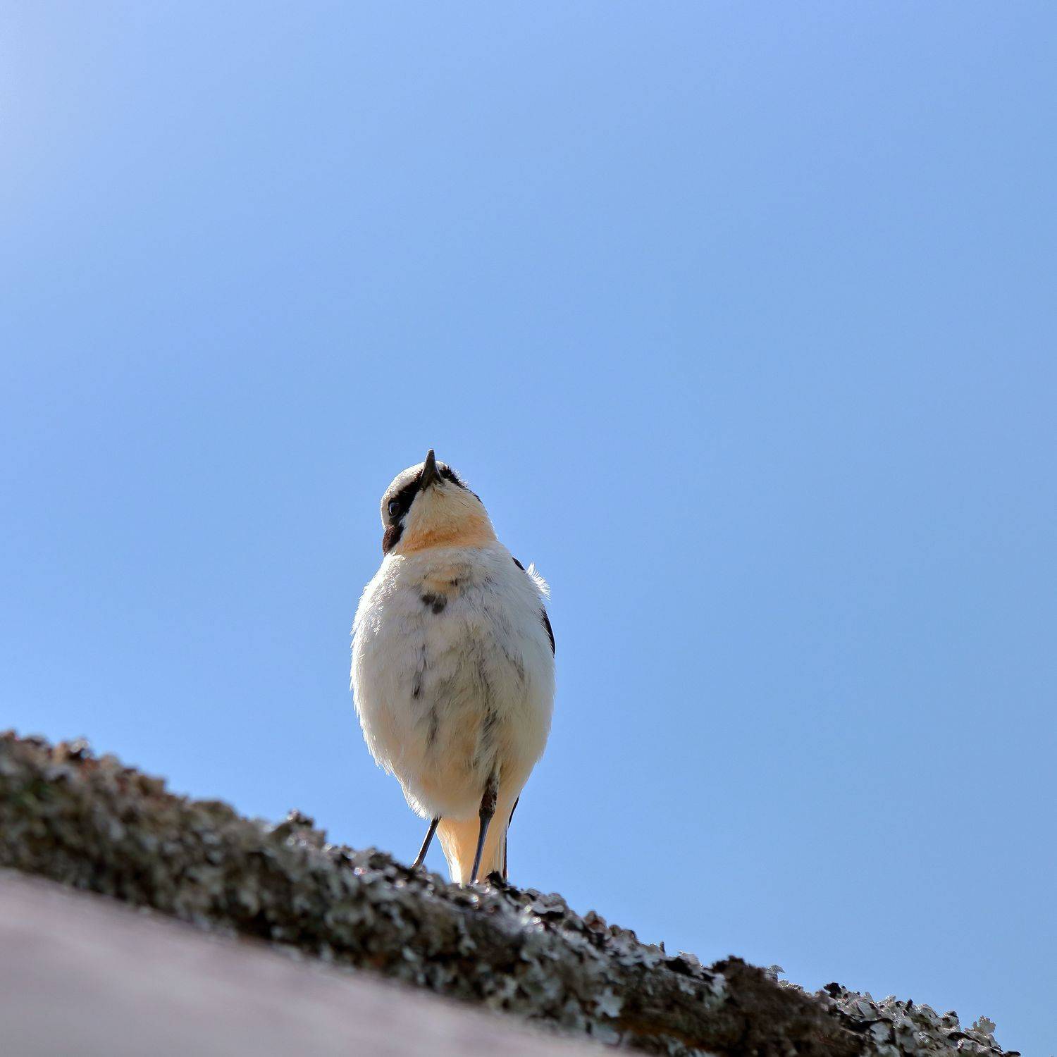 птицы, каменка, природа, портрет, животный мир, певчие птицы, Титов Александр