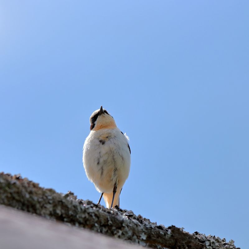 Каменка обыкновенная фото превью