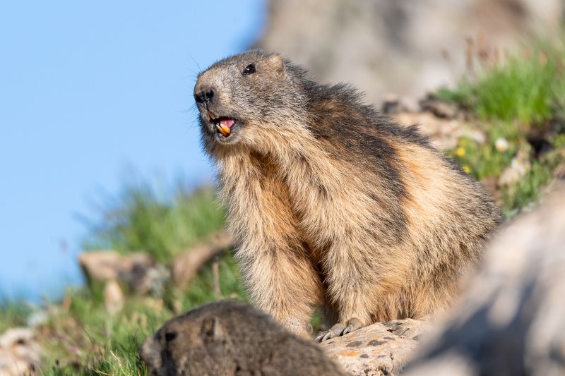 marmot; animal; mountain; mammal; nature Marmot фото превью