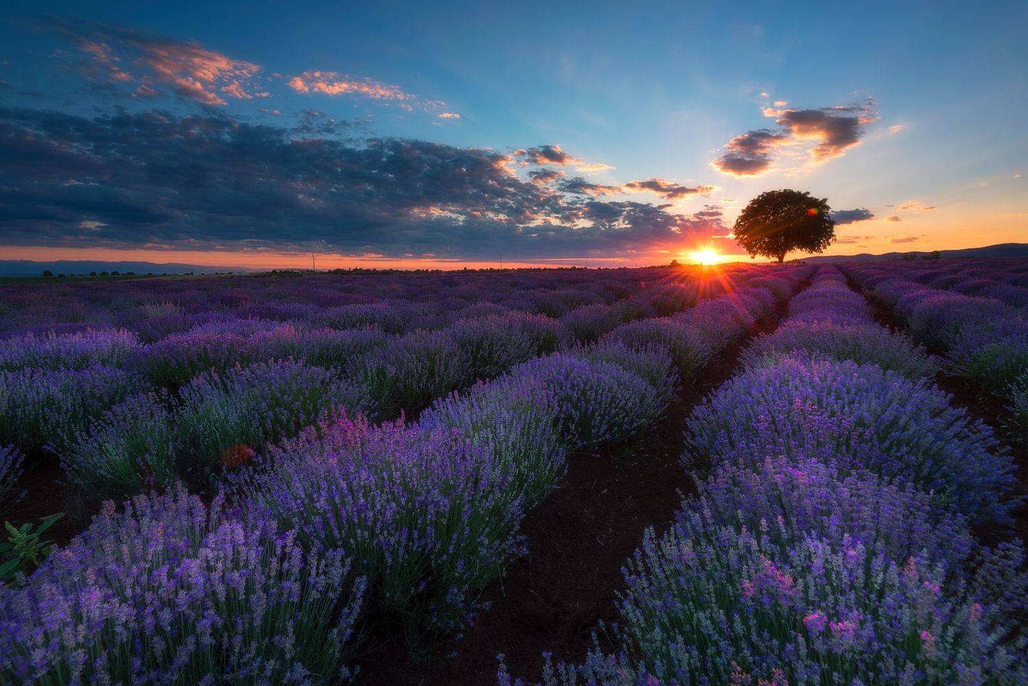 , Mariyana Atanasova - Lucero