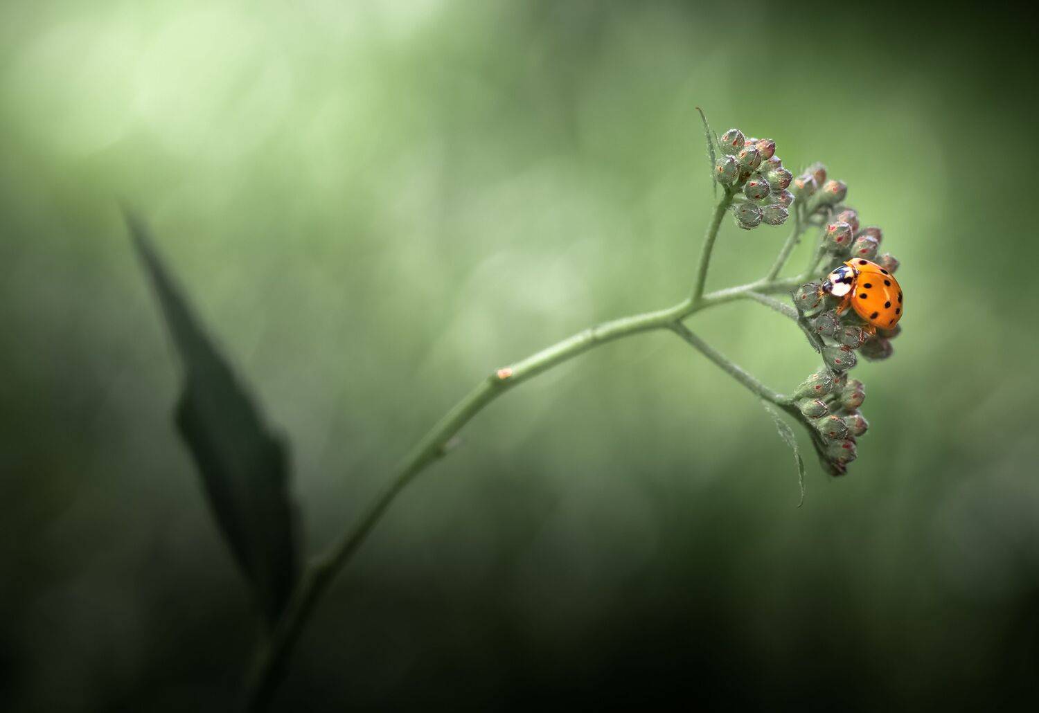 insect, beetle, bug, bugs, leaf, grass, macro, spring, love,, Atul Saluja