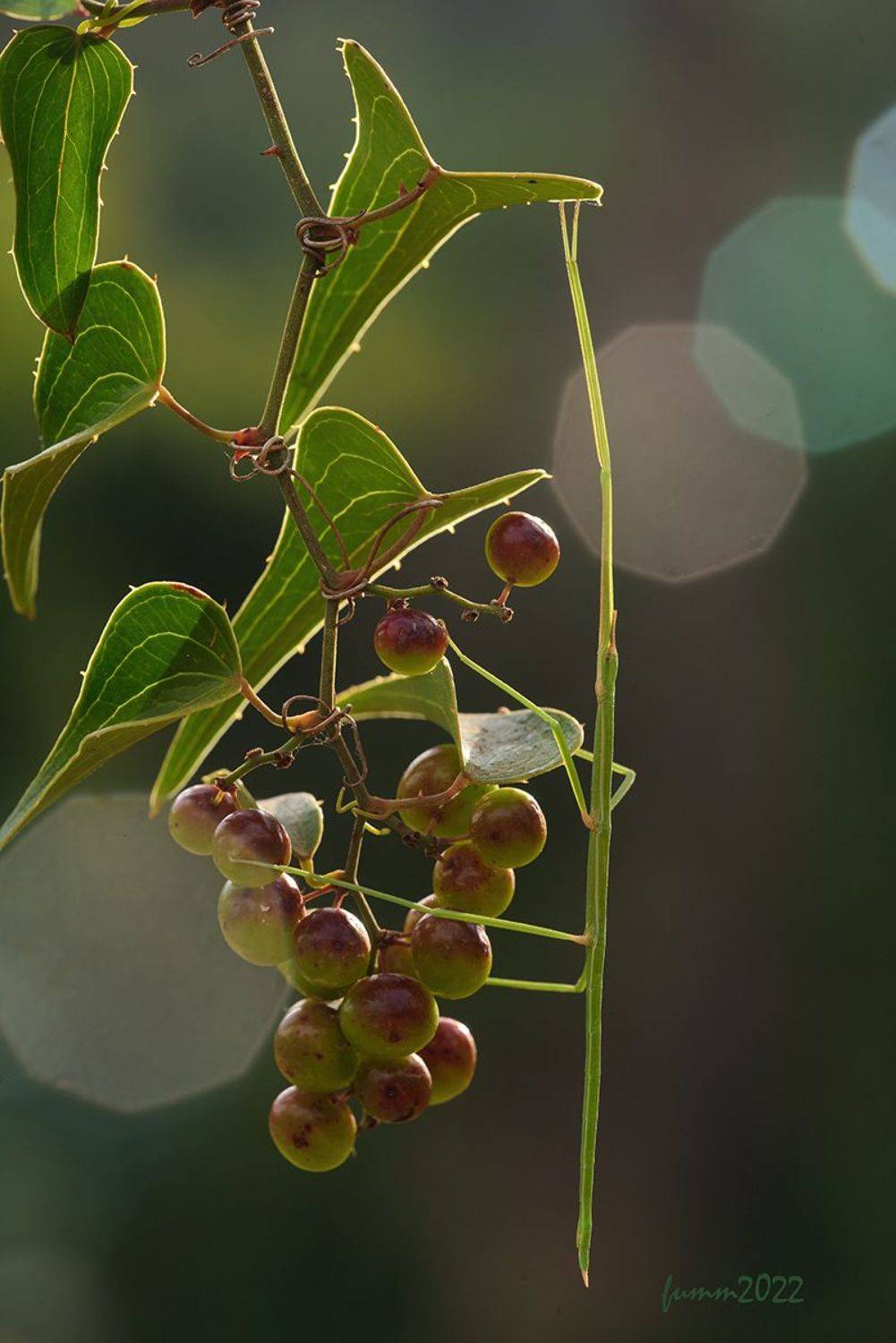 , Игорь ФУММ