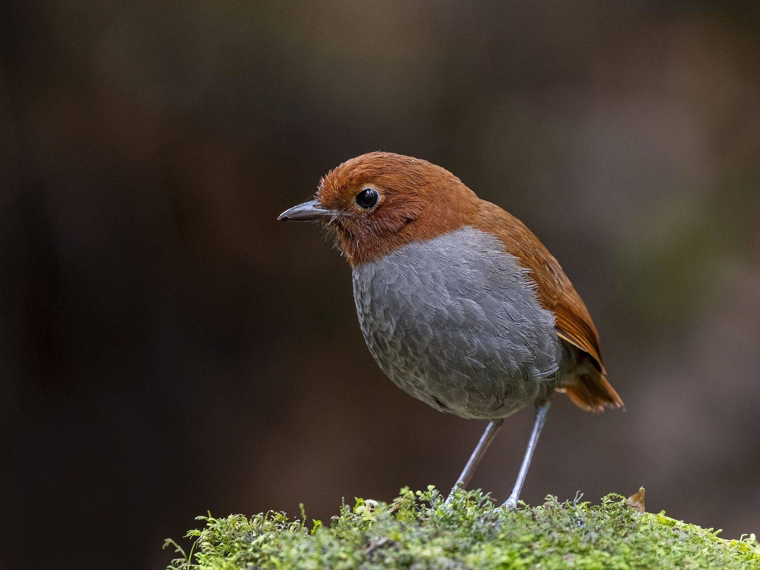 , Fernando Burgalin Sequeira