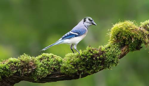 Blue Jay - Голубая сойка
