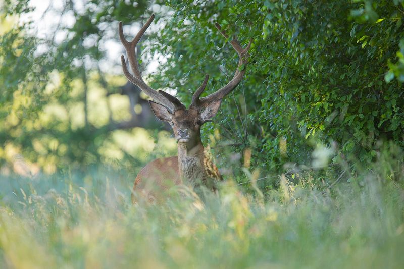 ssaki,las,przyroda,fauna,jeleń,dzika przyroda Jeleń  фото превью
