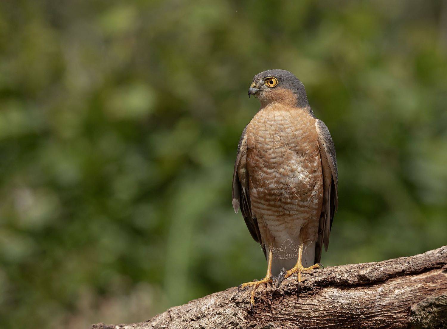 sparrowhawk, birds, nature, wildlife, canon, MARIA KULA