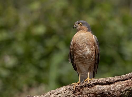 Sparrowhawk