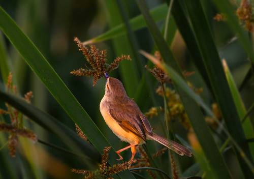 Songbird