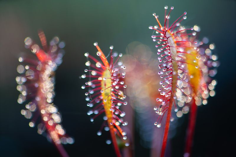 Росянка английская фото превью
