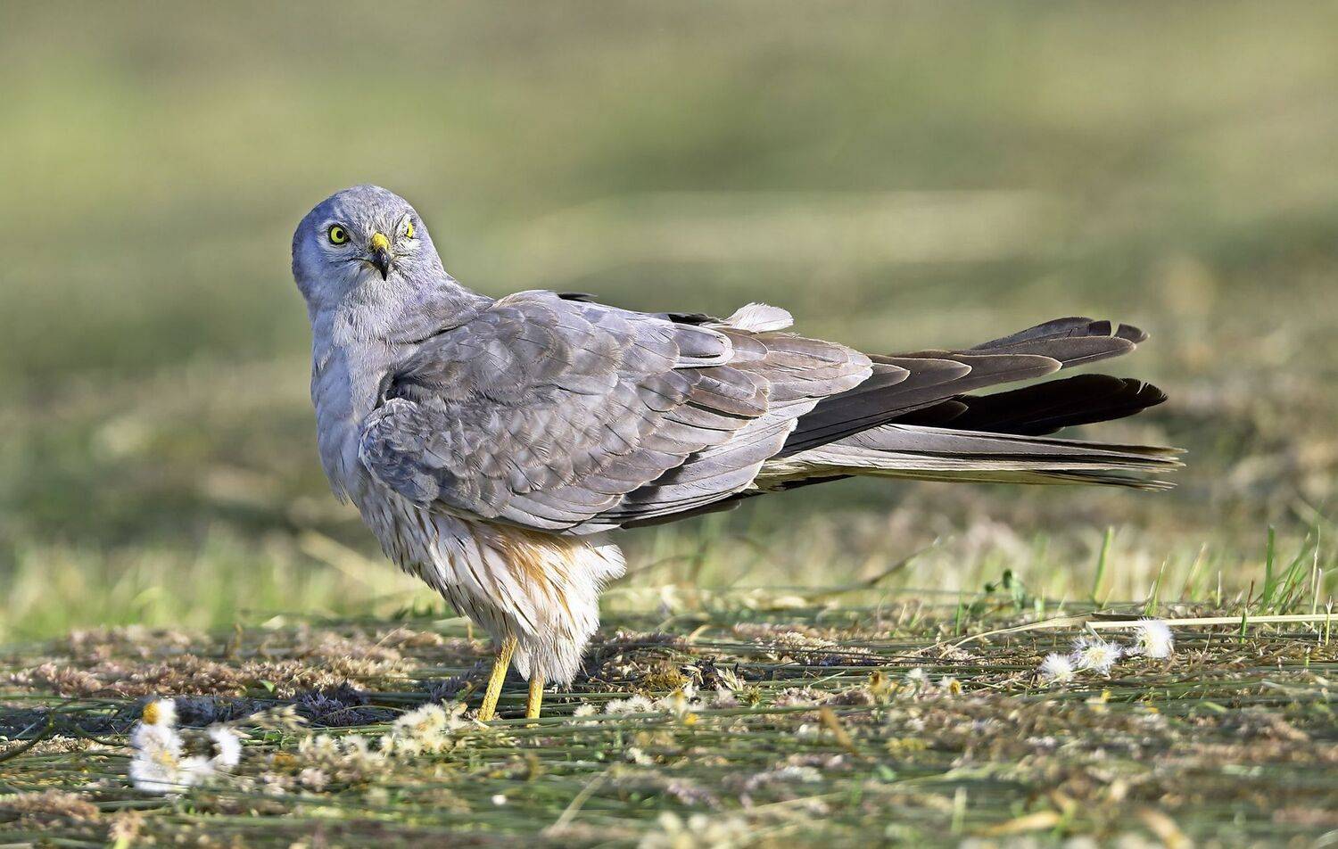 , Александр Гусар