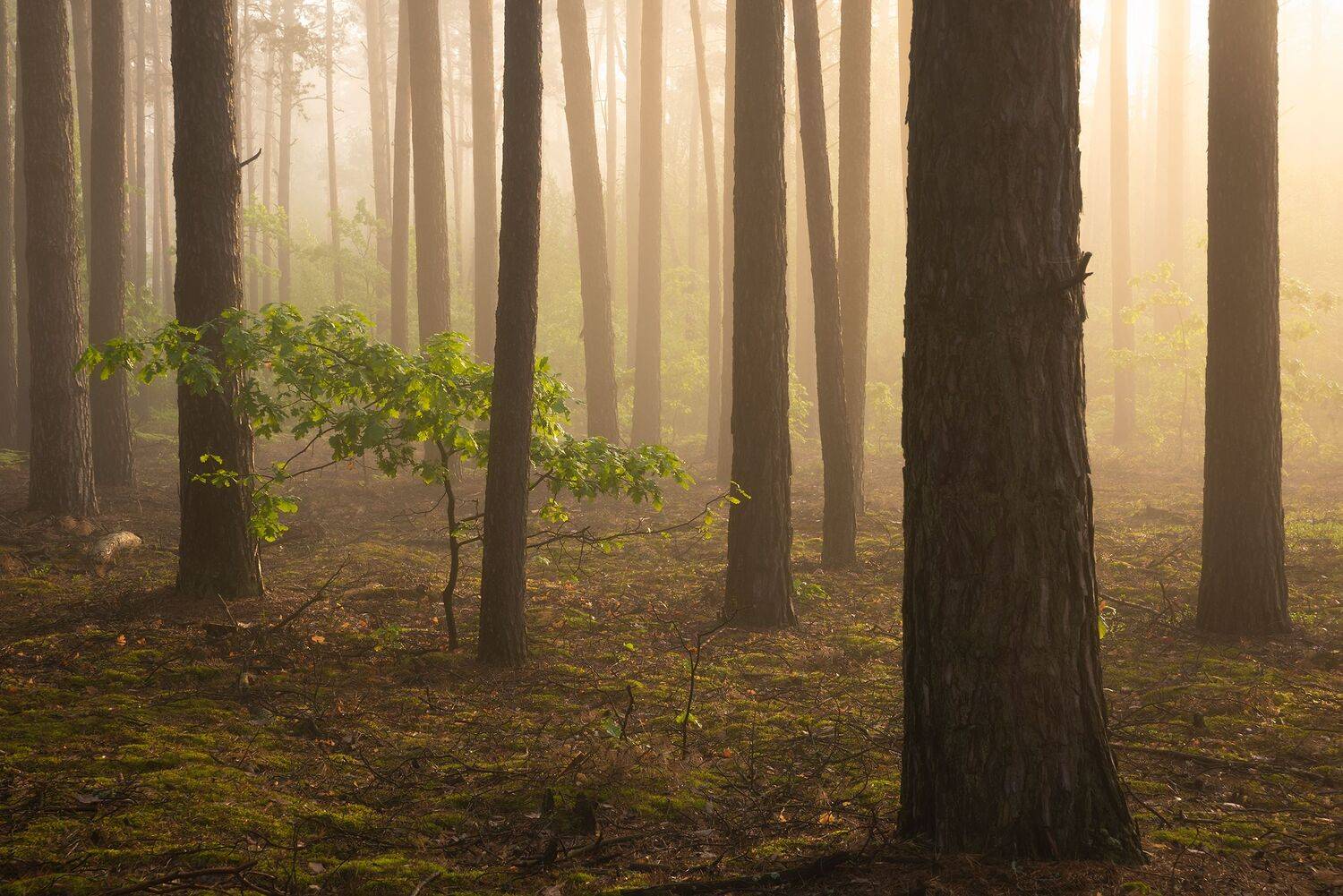 , Захаров Дмитрий