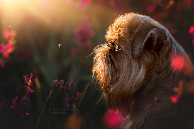 Противостояние фото превью