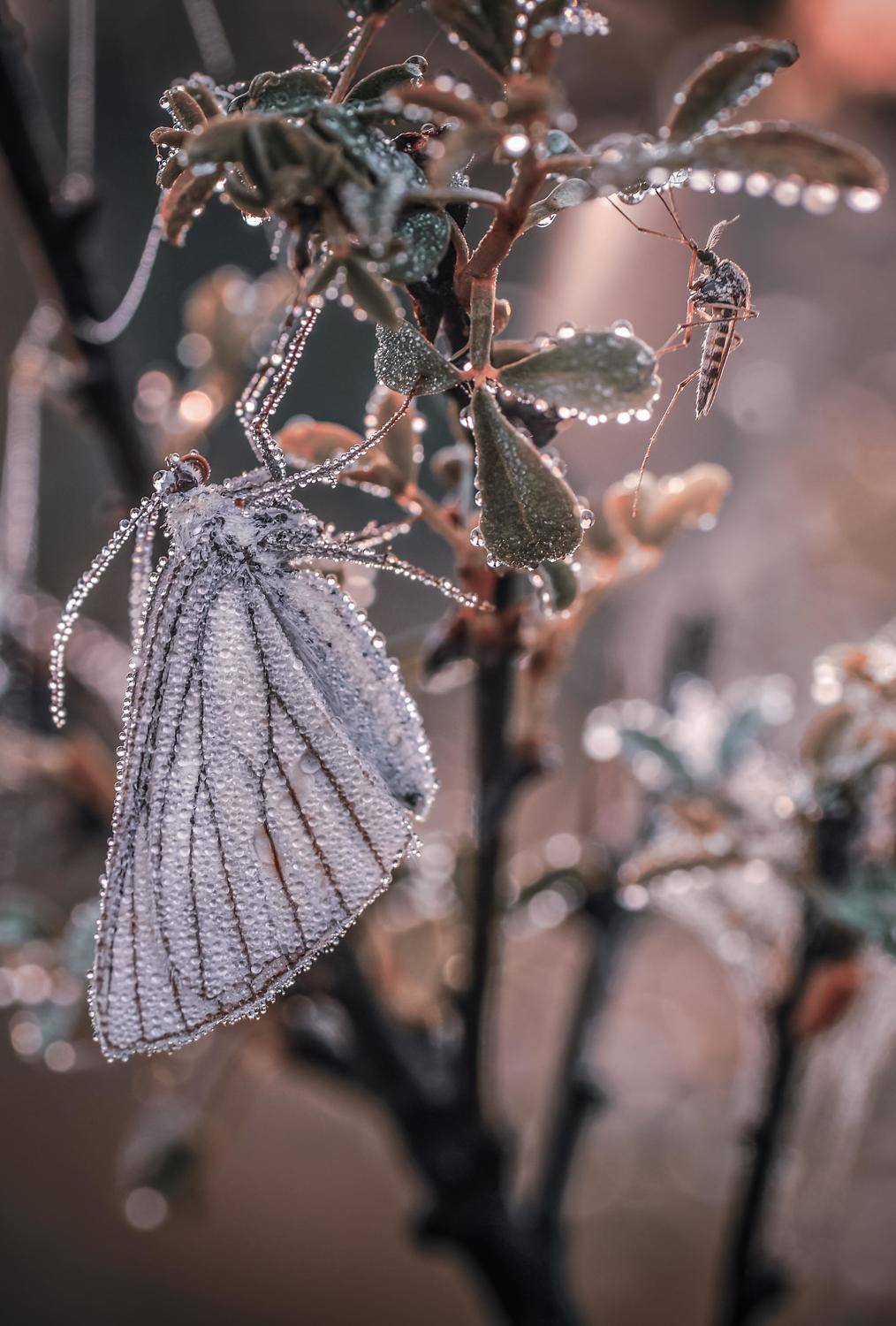 , Лапшина Владлена