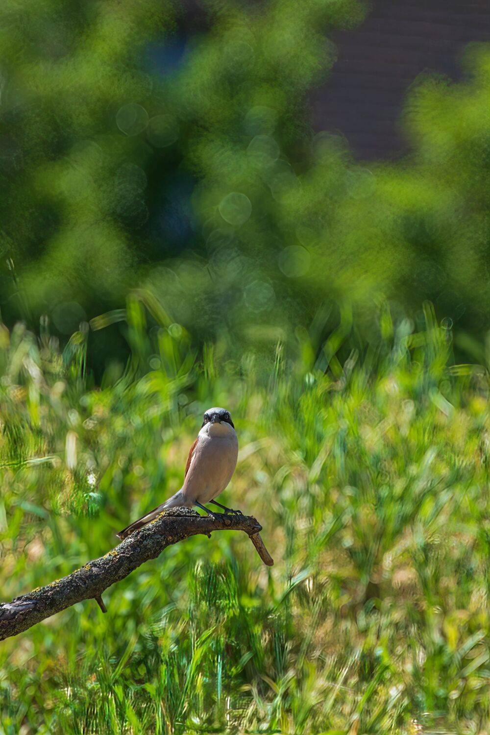 жулан, Алексей Рыльский