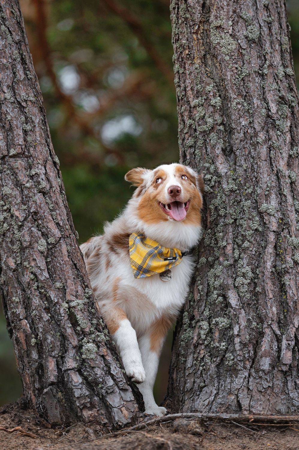 собака, Lesnoe Photo