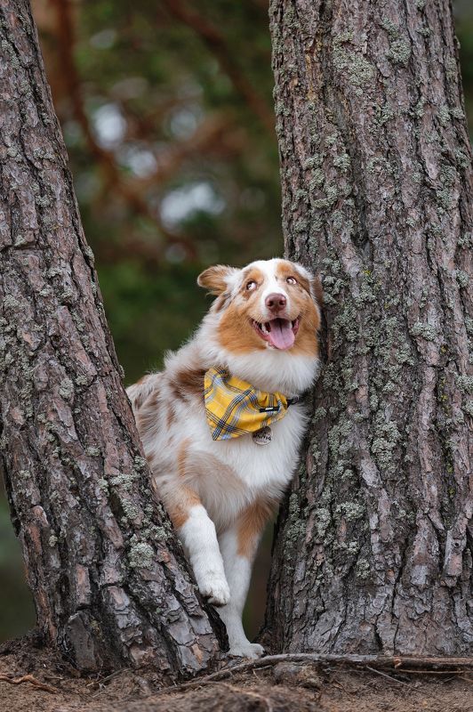 собака  фото превью