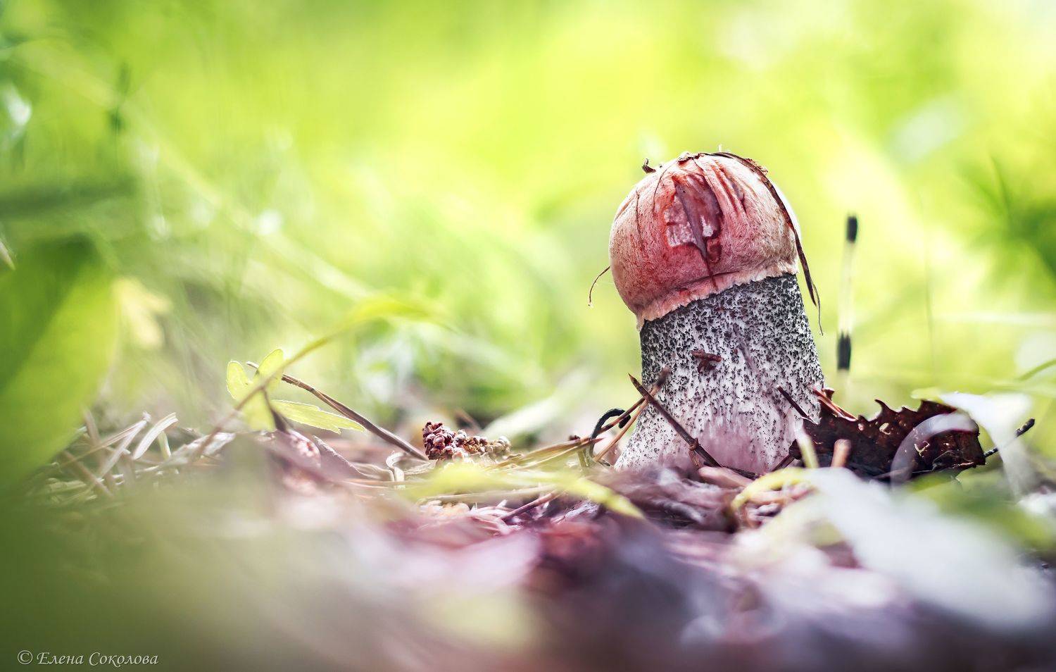 подосиновик, красноголовик, грибы, макро, Соколова Елена