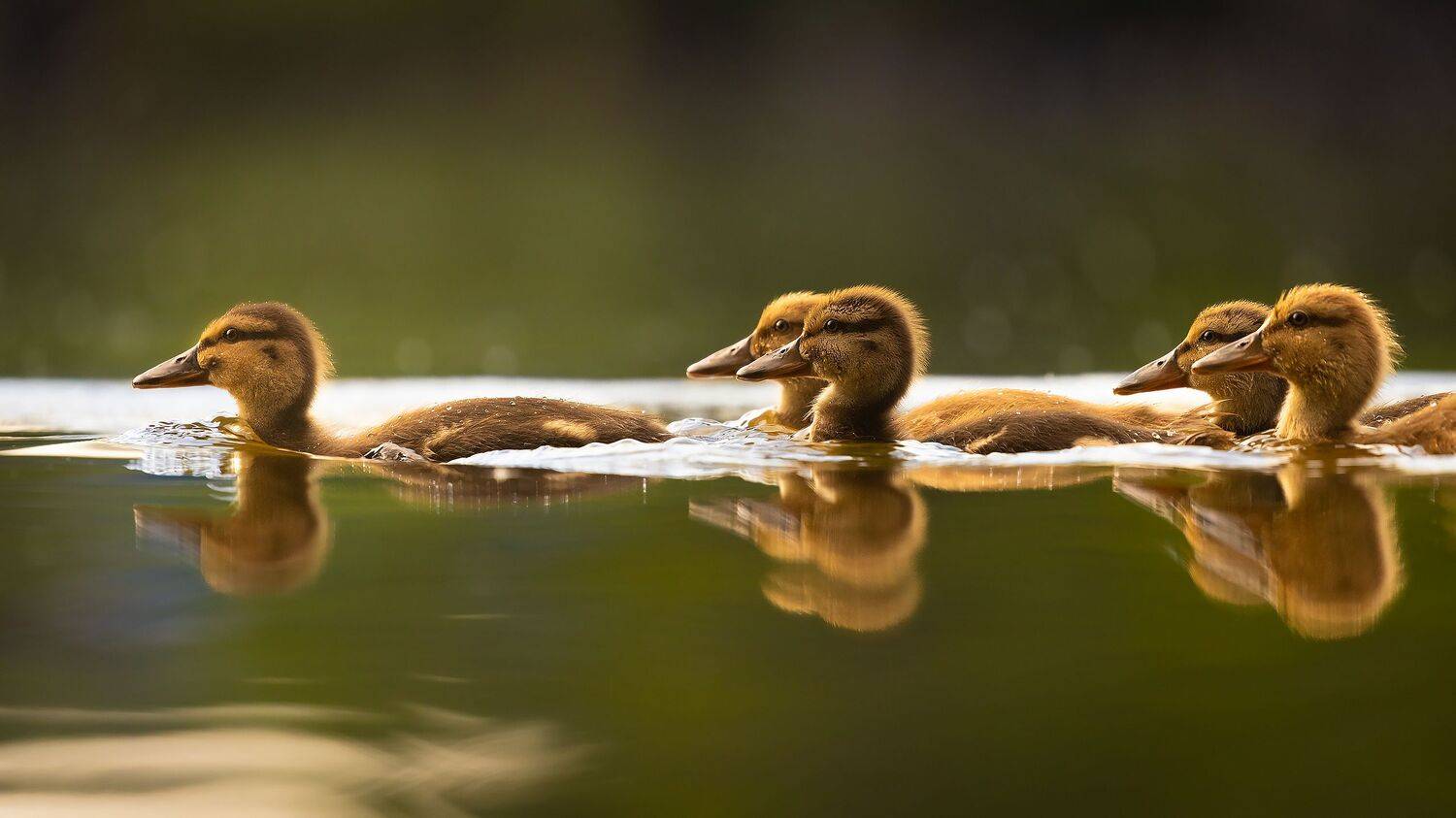 , Robert Adamec