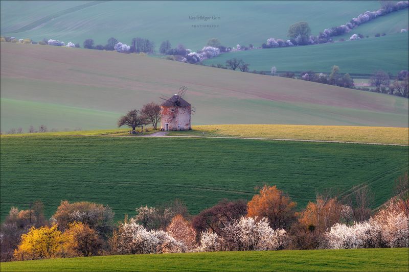 южная моравия,пейзаж,волны,ветряк,линии,south moravian,lines,мельница,свет,czech,весна,чехия,landscapes,поле,кунковице,windmill Весенний Кунковице фото превью