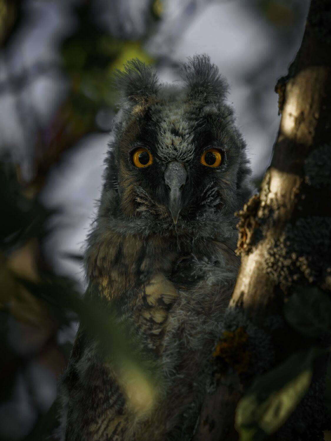 , Семенко Александр