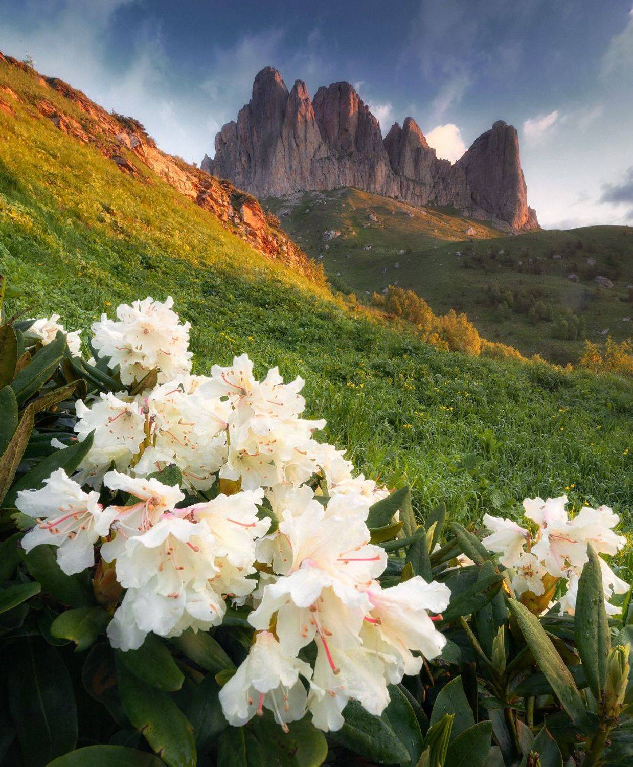 кавказ, западный кавказ, горы, природа, цветы, рододендроны, тхач, Сергей Луканкин