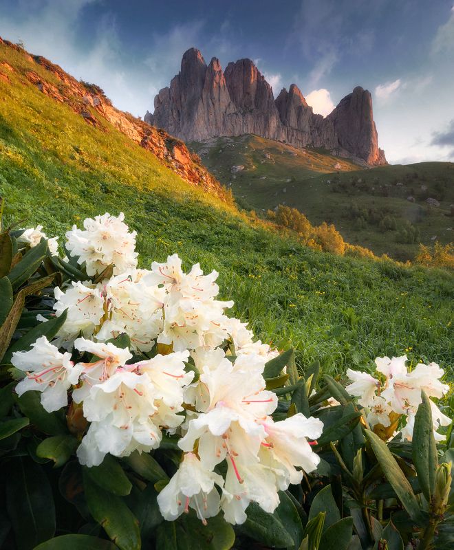 кавказ, западный кавказ, горы, природа, цветы, рододендроны, тхач Большой Тхач фото превью