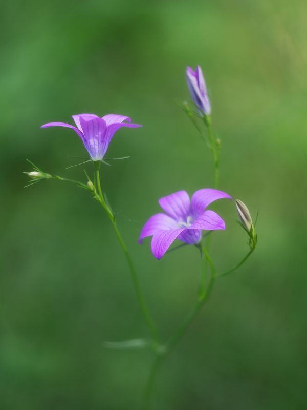 Танец фото превью