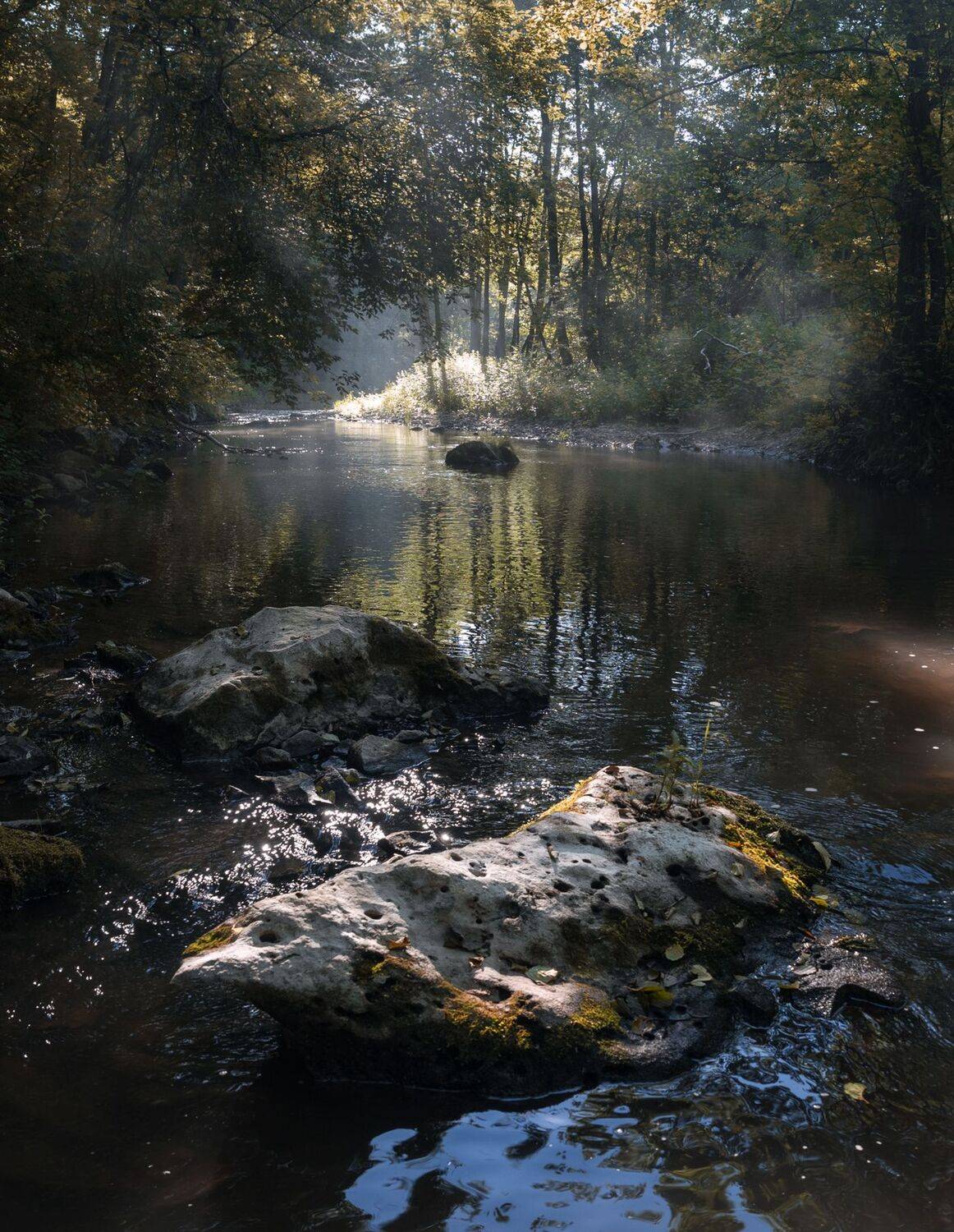 лес, свет, утро, природа, Баранов Олег
