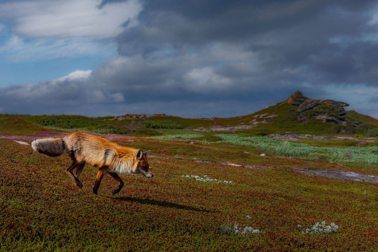 , Могилевич Elena