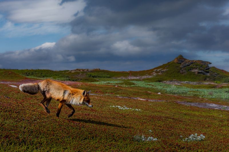 фото превью