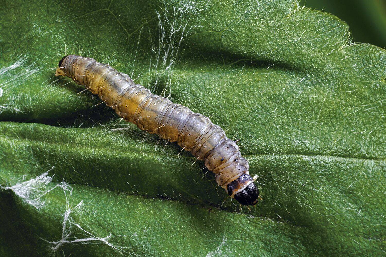 , Антон Финевич