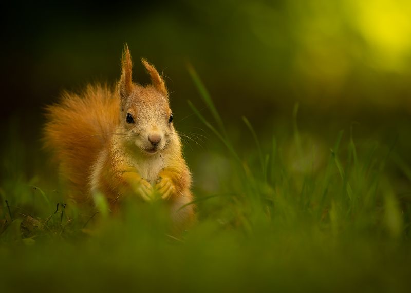 Squirrel фото превью