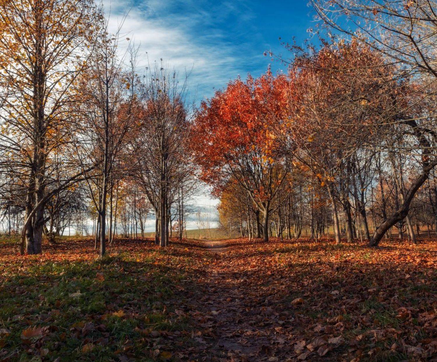 осень, сад,, Сергей Шабуневич