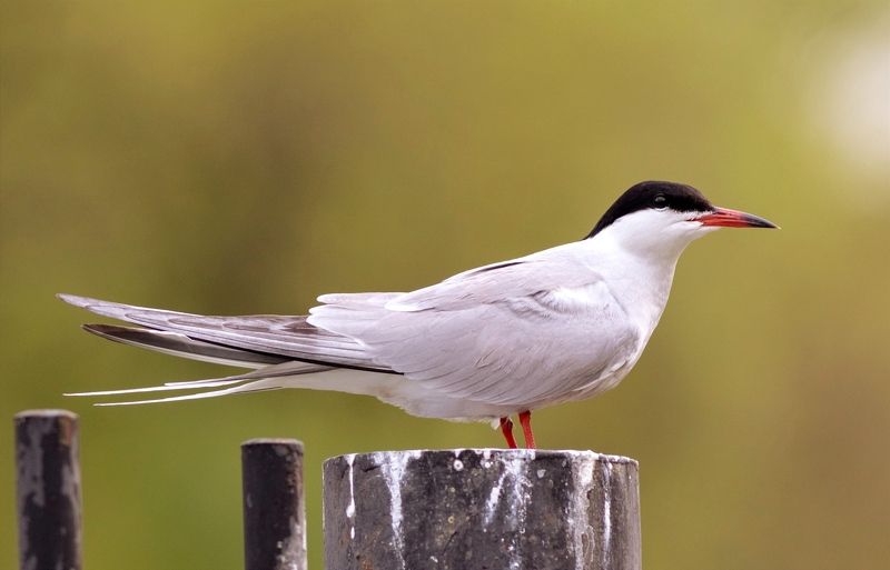 крачка, речная крачка, птица, birds Речная крачка фото превью