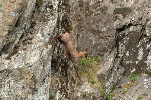 Chamois
