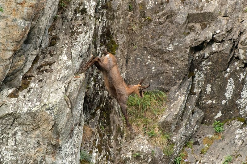 chamois, chammy; rupicapra; mammal, animal; mountain; nature; france; alpes; Chamois фото превью