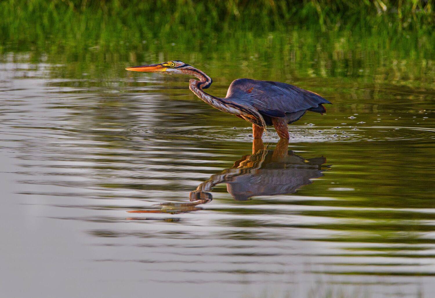 bird,birds,nikon,wild,water,shadows,lake,pond,flowers,swan,colors,nikon,beauty,nature,animals,eyes,egret,songbird,jungle,white,wings,fly, G N RAJA
