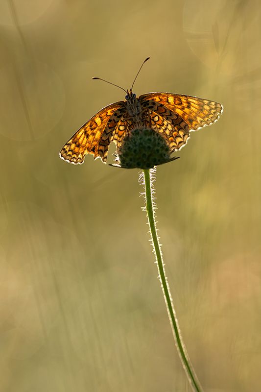 Butterfly фото превью