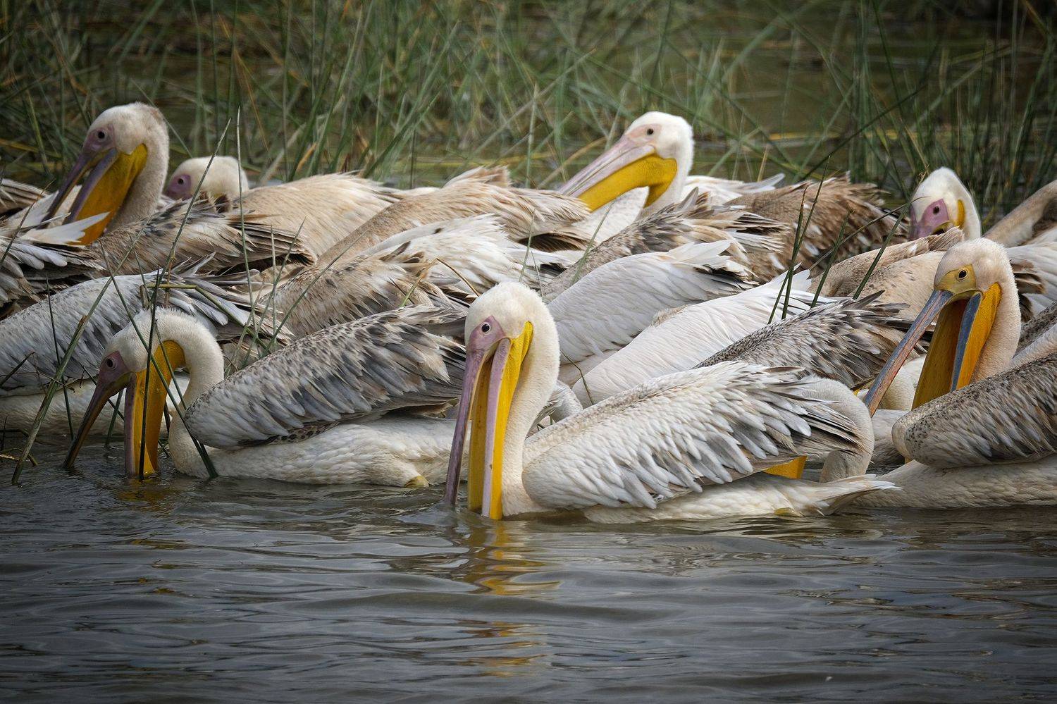 , Худзинская Ирина