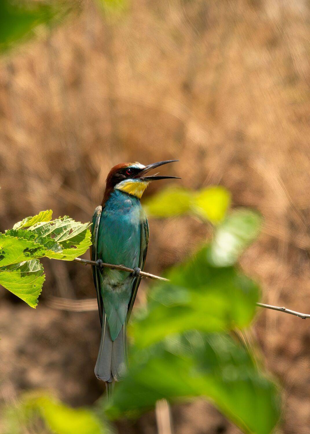 шурка золотистая, Алексей Рыльский