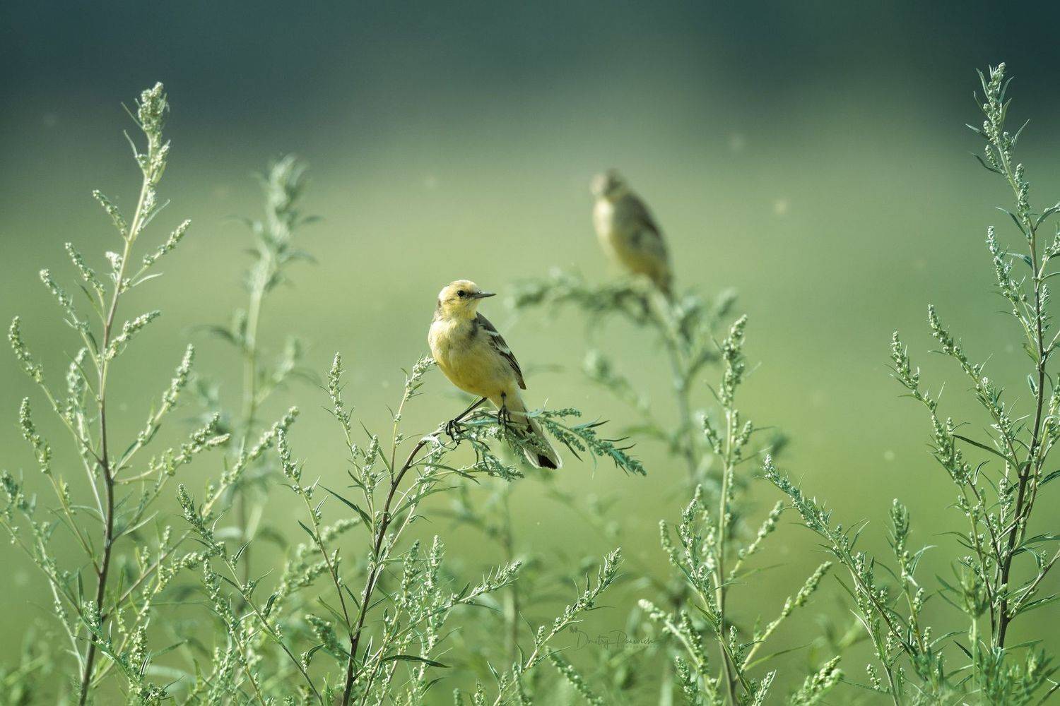 природа, лес, поля, огороды, животные, птицы, макро, Посевич Дмитрий