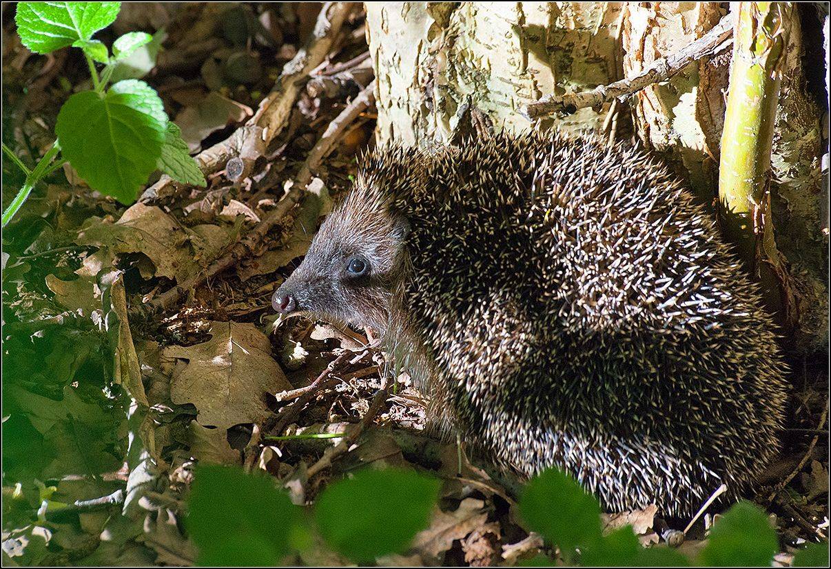 москва, парк, лето, АНАТОЛИЙ ДОВЫДЕНКО