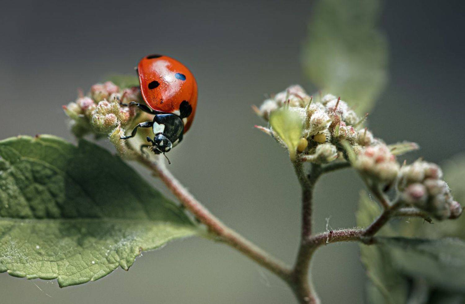 , Неля Рачкова
