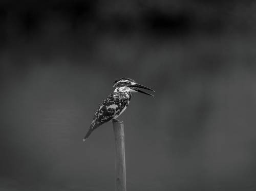 Pied kingfisher
