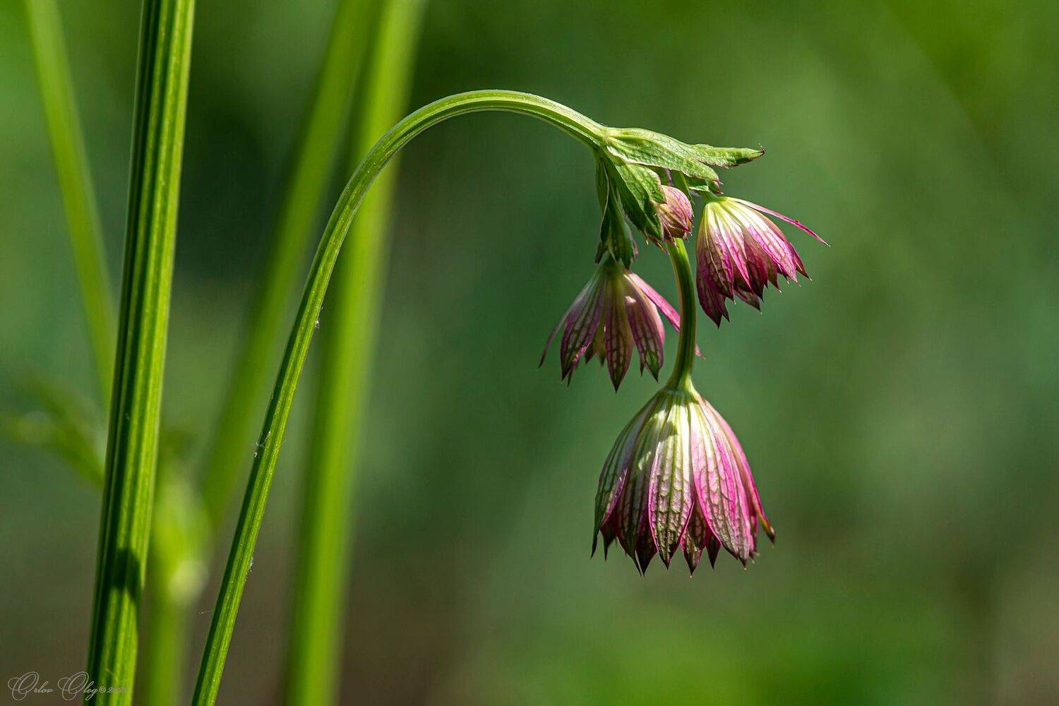 , Орлов Олег