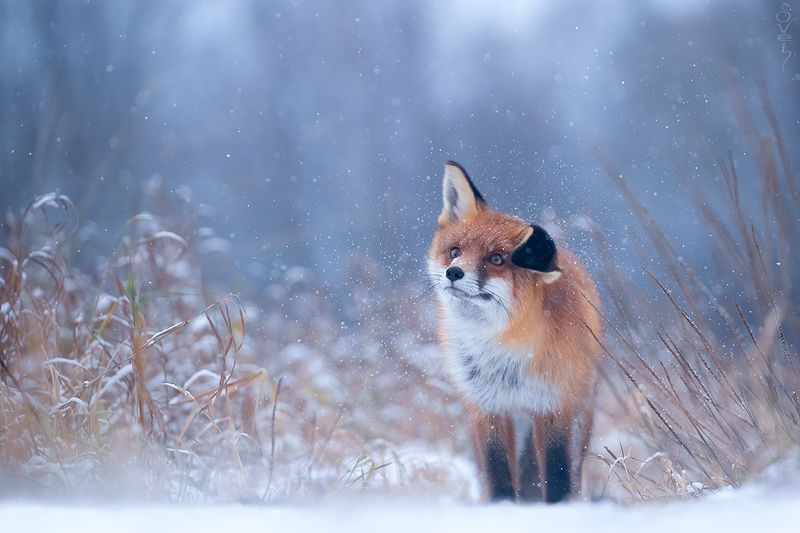 лиса вот и зима пришла фото превью