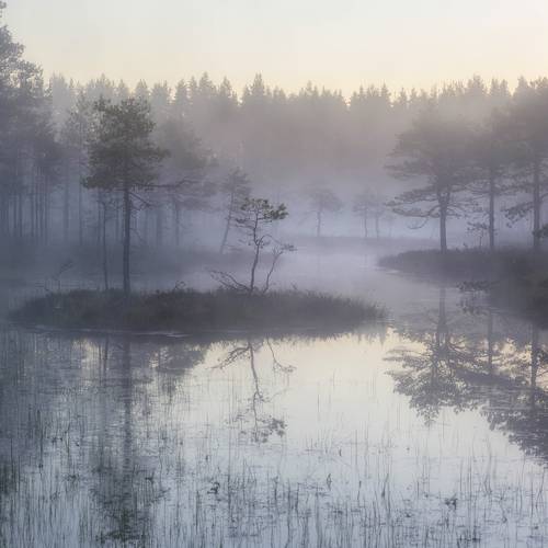 Белую ночь разбудел рассвет