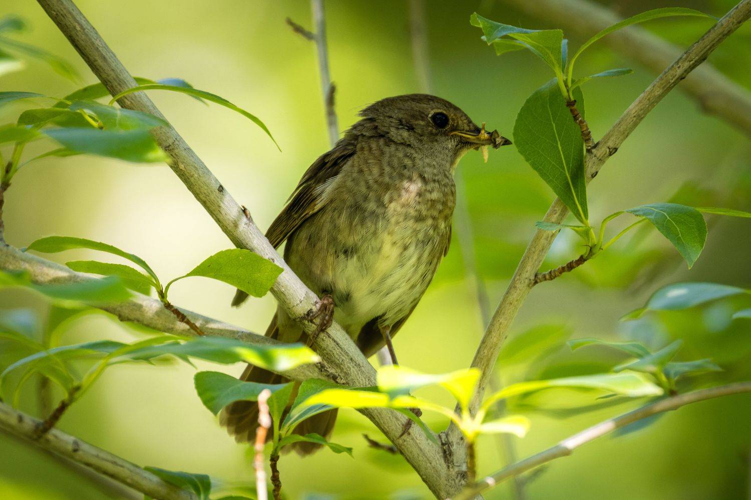 соловей, птицы, пернатые, Глебов Сергей