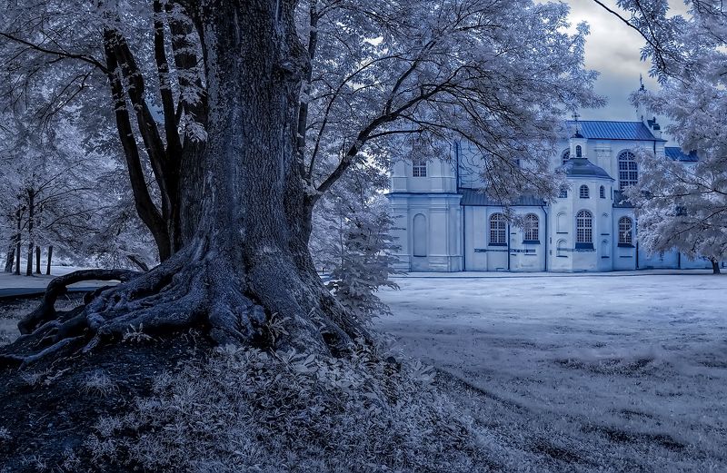 Корни. Новый взгляд. фото превью